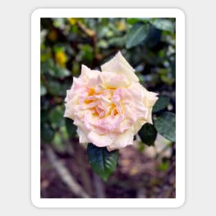 Rose in Spring Sticker